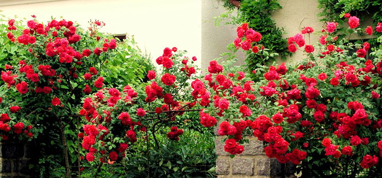 5 правил выращивания садовых роз